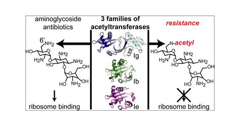 Structural and biochemical characterization of Acinetobacter .